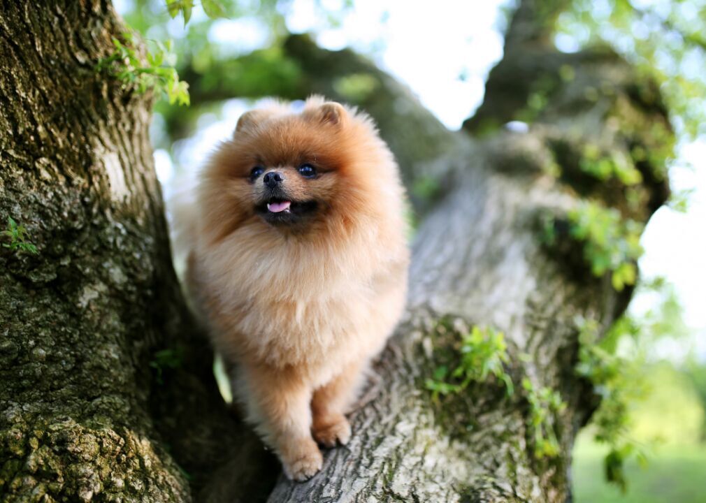 #29. Pomeranian